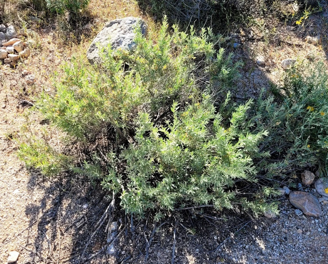 Atriplex canescens full plant