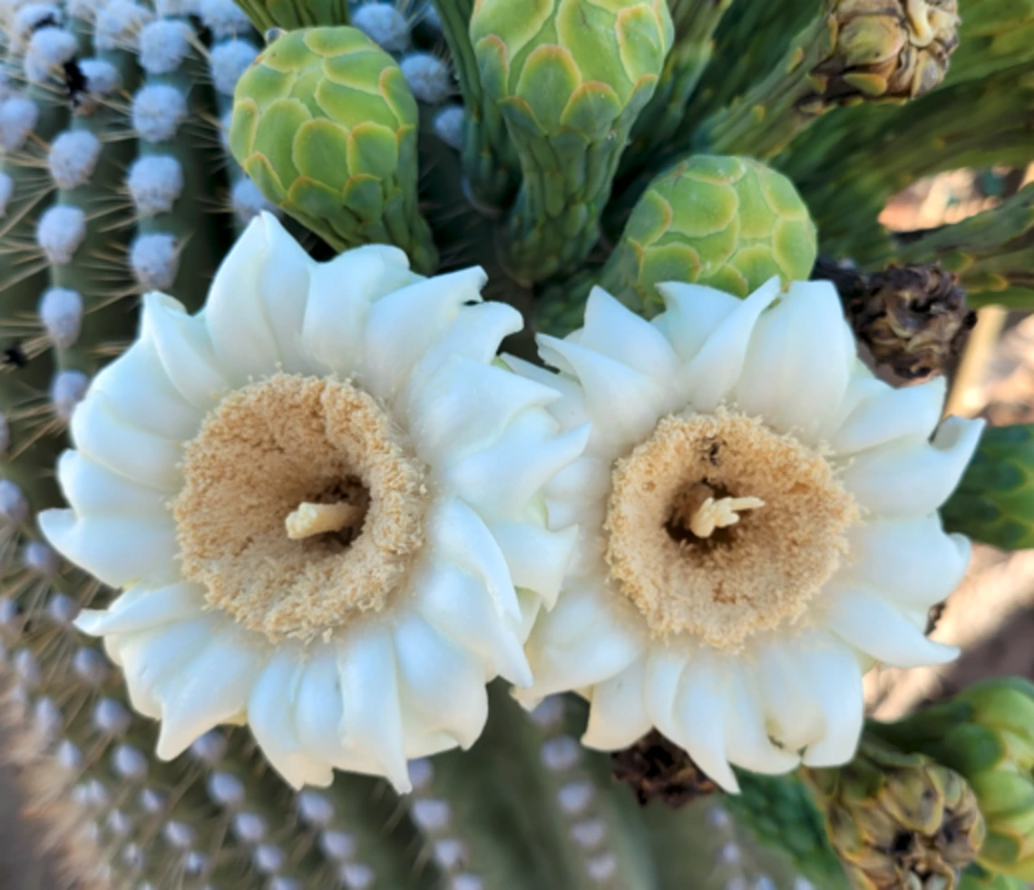 Carnegiea gigantea flower