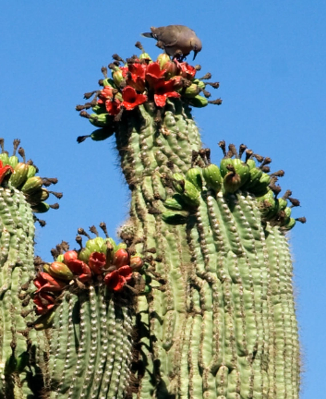 Carnegiea gigantea fruit