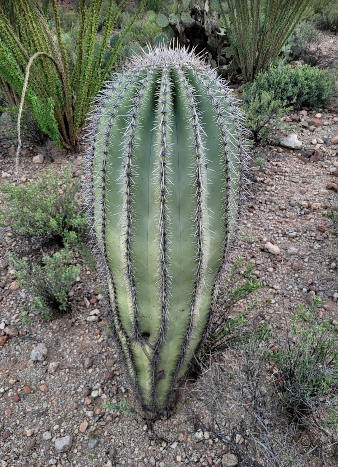 Carnegiea gigantea young plant
