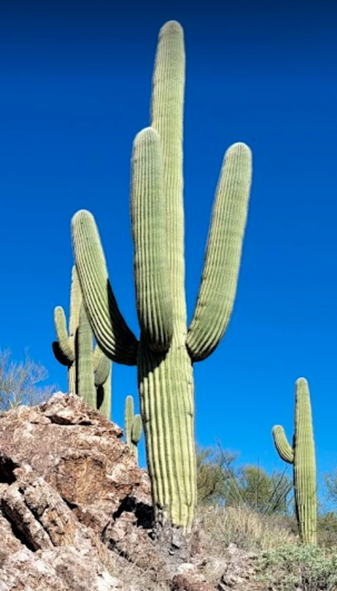 Carnegiea gigantea adult plant