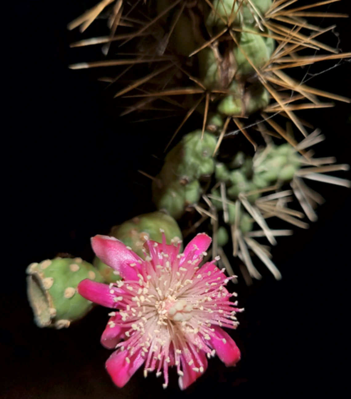 Cylindropuntia fulgida flower