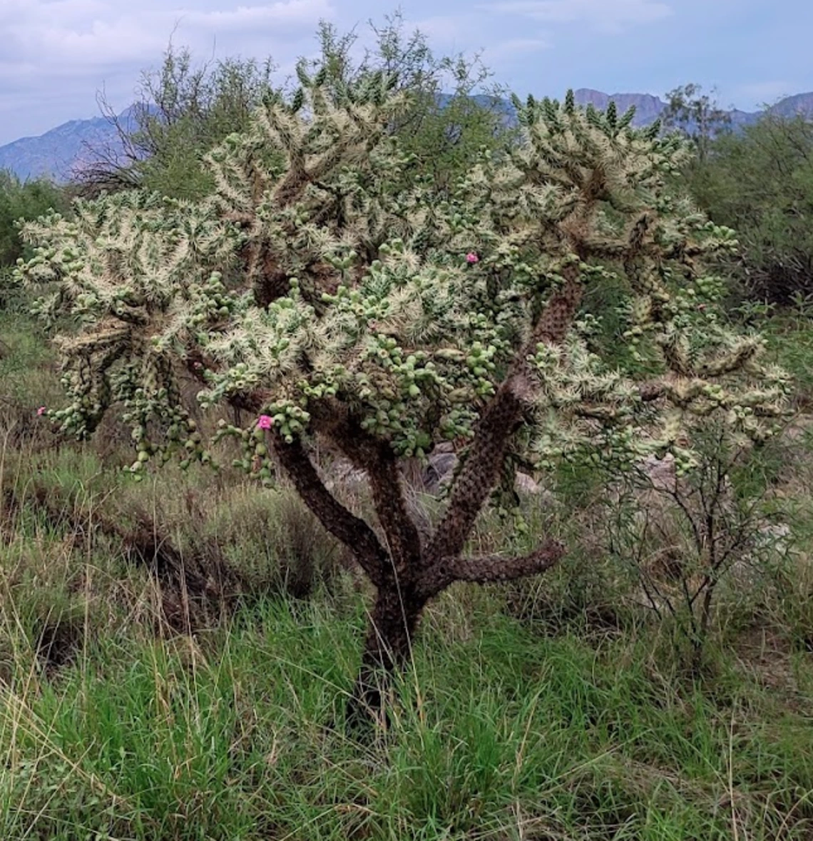 Cylindropuntia fulgida full plant