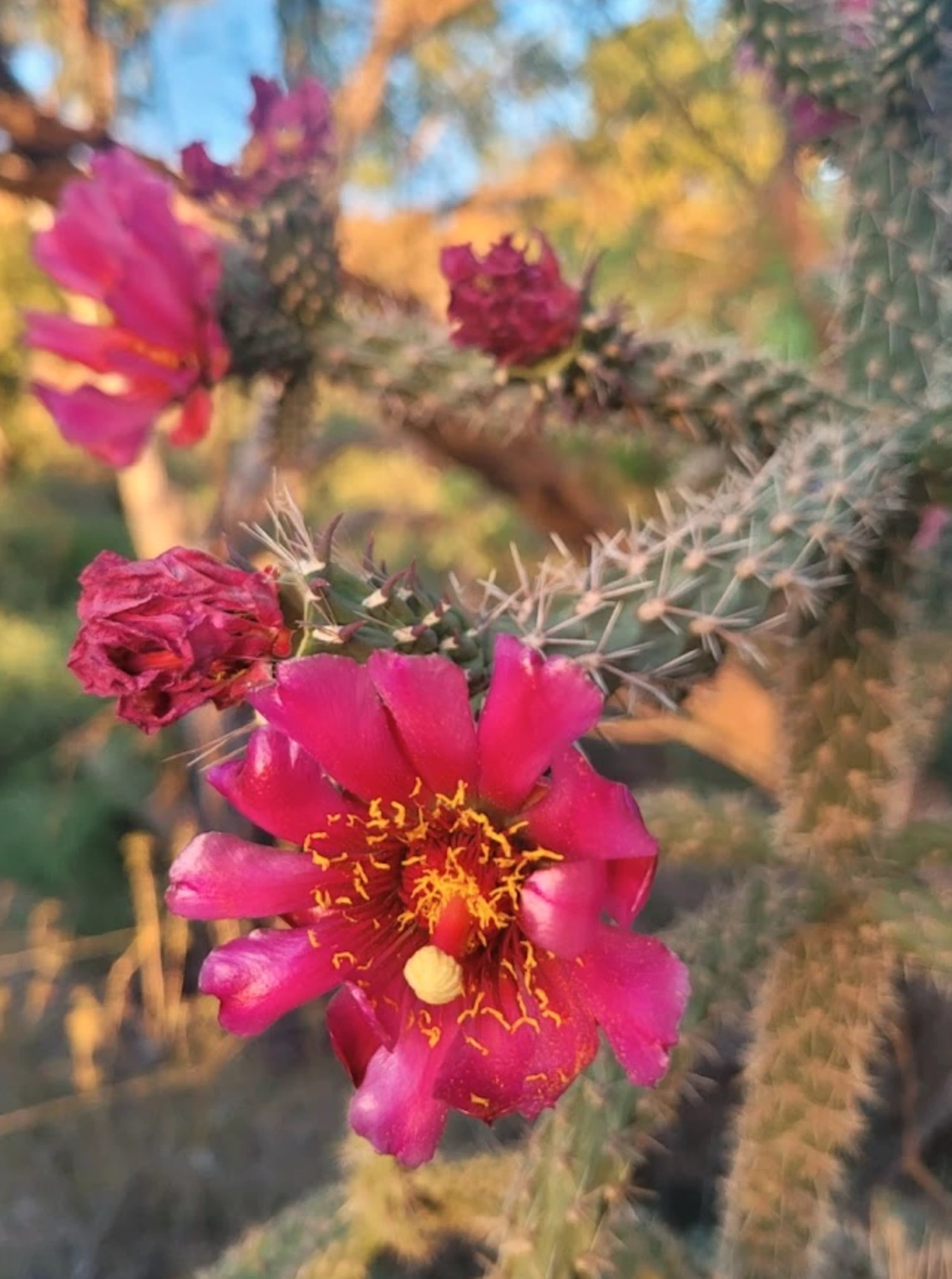Cylindropuntia spinosior flower