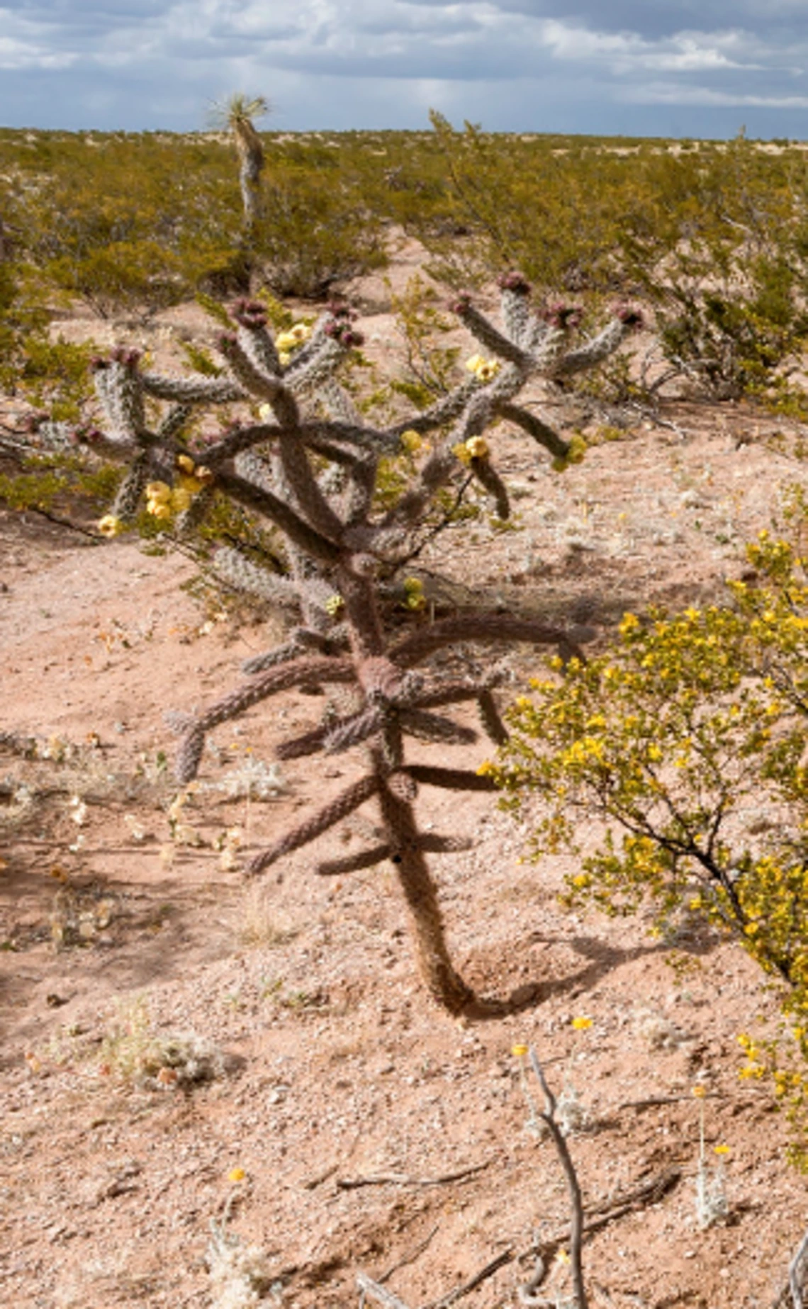 Cylindropuntia spinosior full plant