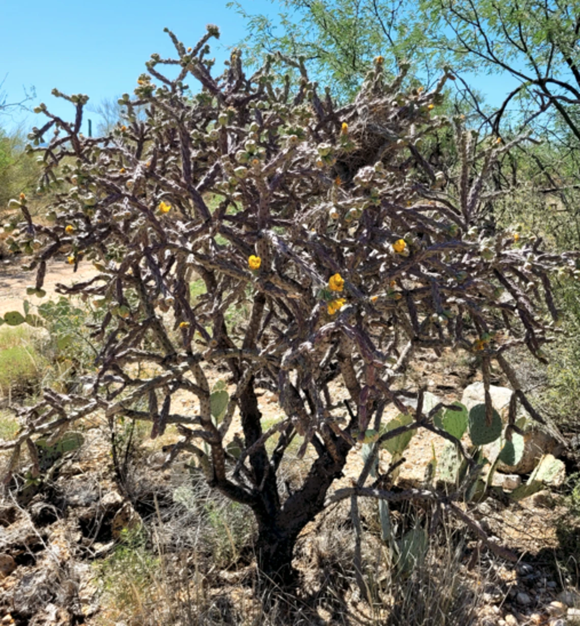 Cylindropuntia thurberi full plant