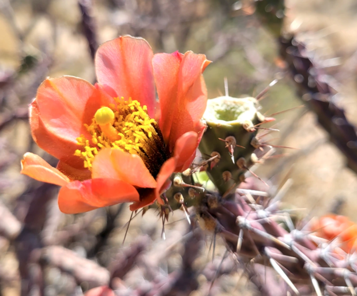 Cylindropuntia thurberi flower