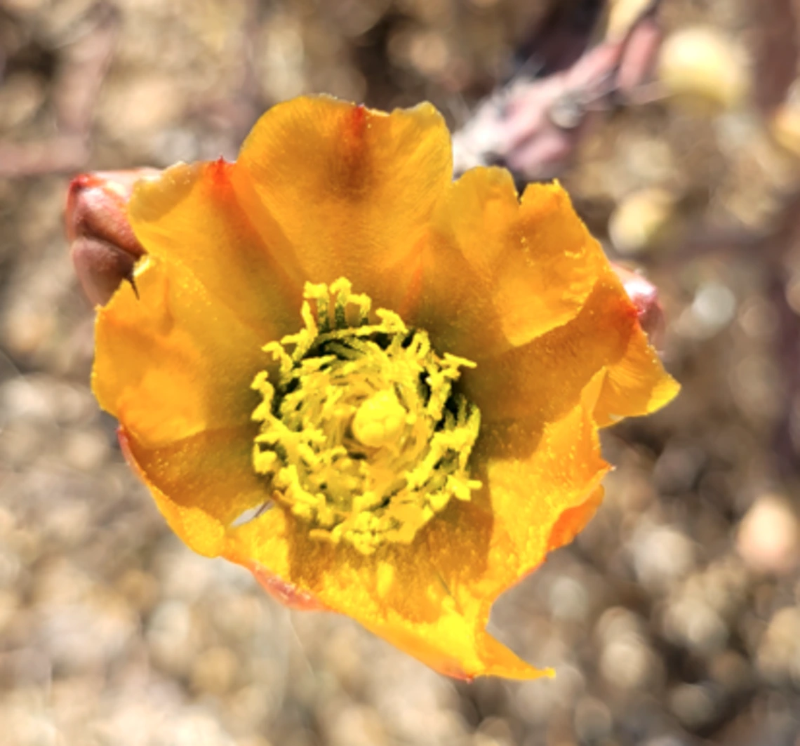 Cylindropuntia thurberi flower