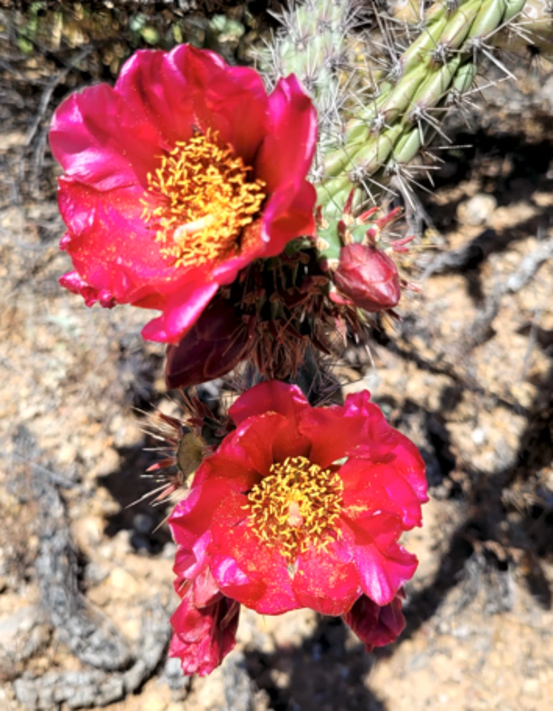 Cylindropuntia thurberi flower