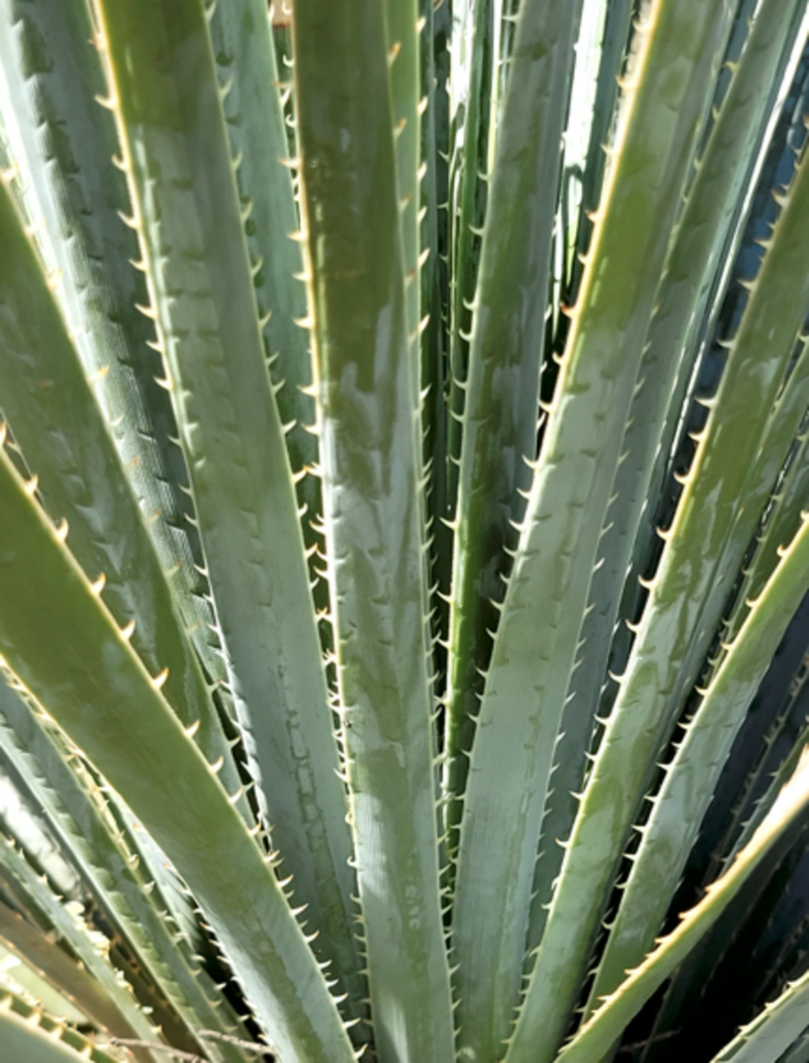 Dasylirion wheeleri leaf