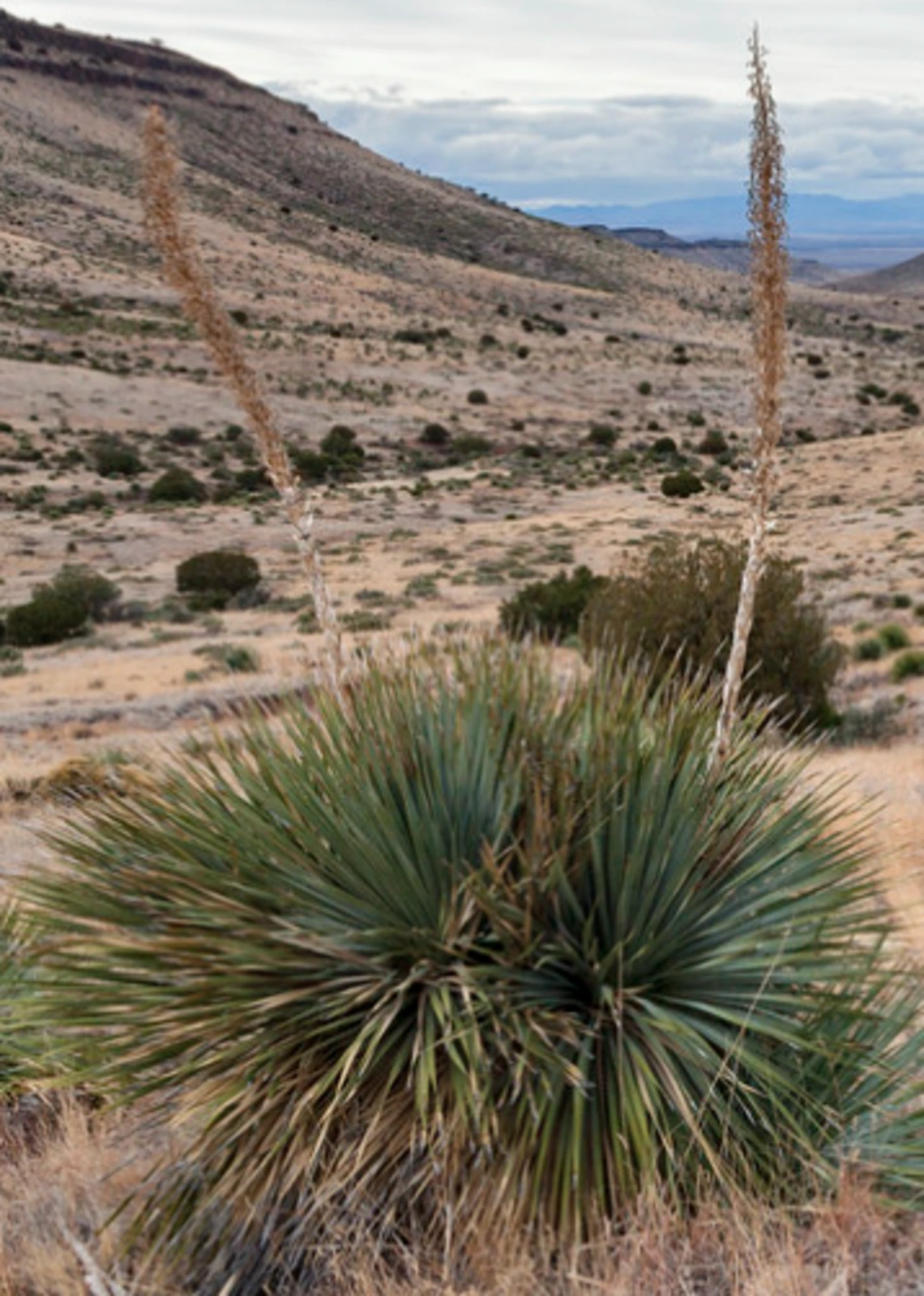 Dasylirion wheeleri bloom spike