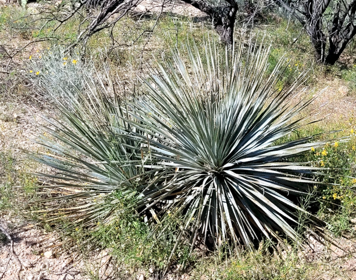 Dasylirion wheeleri full plant