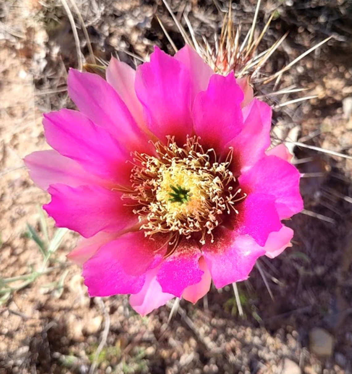 EEchinocereus engelmannii flower