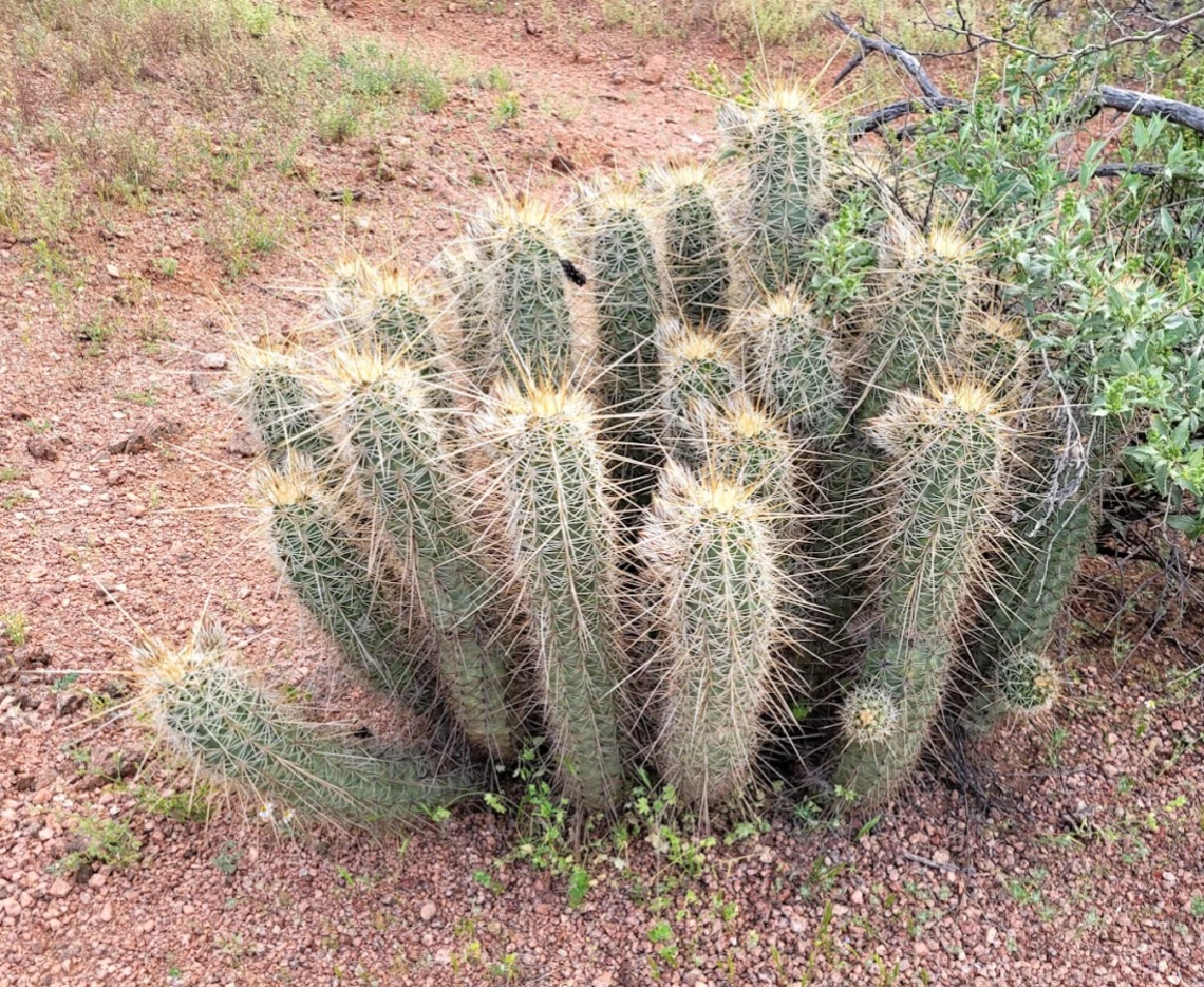 Echinocereus engelmannii full plant