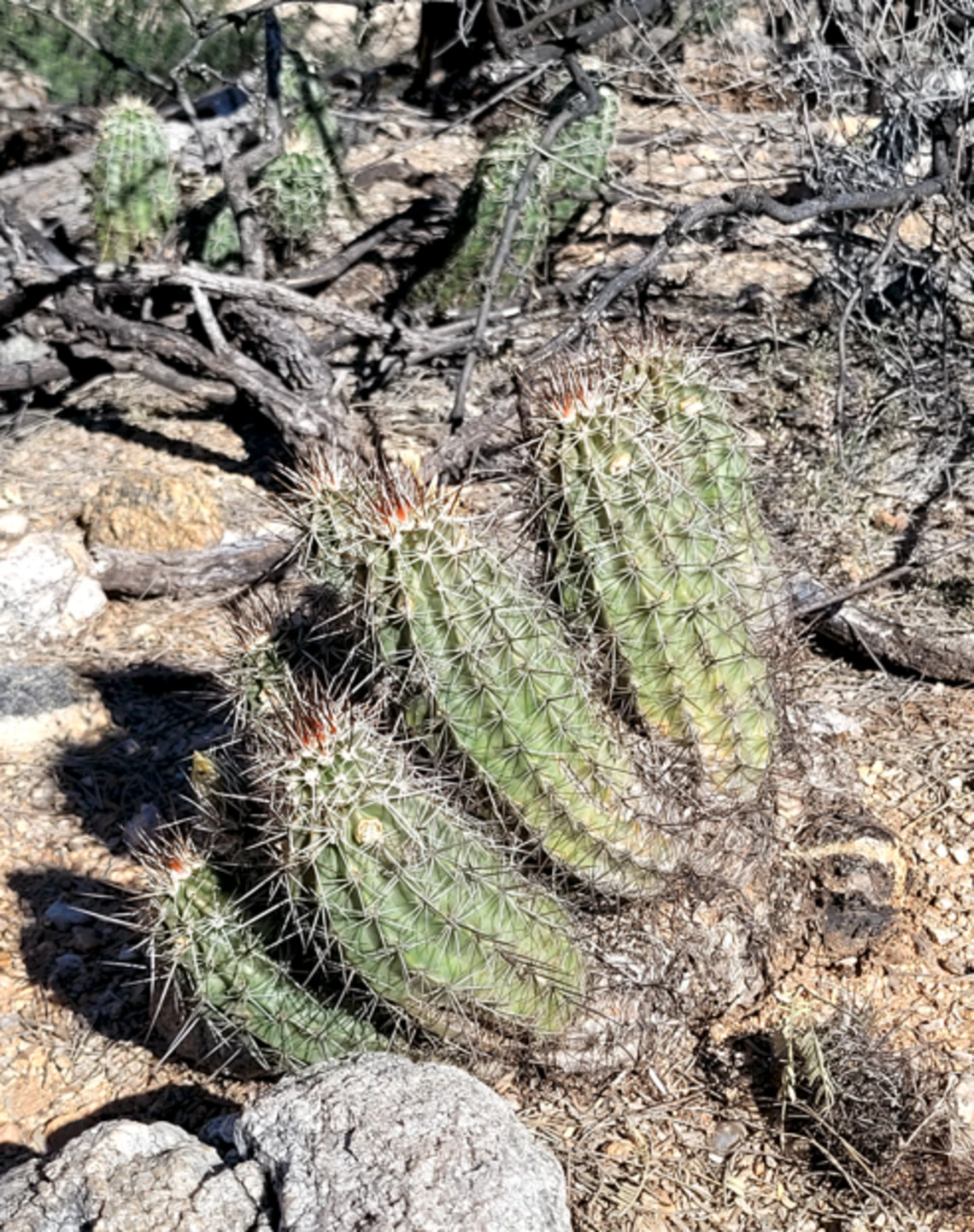 Echinocereus engelmannii full plant