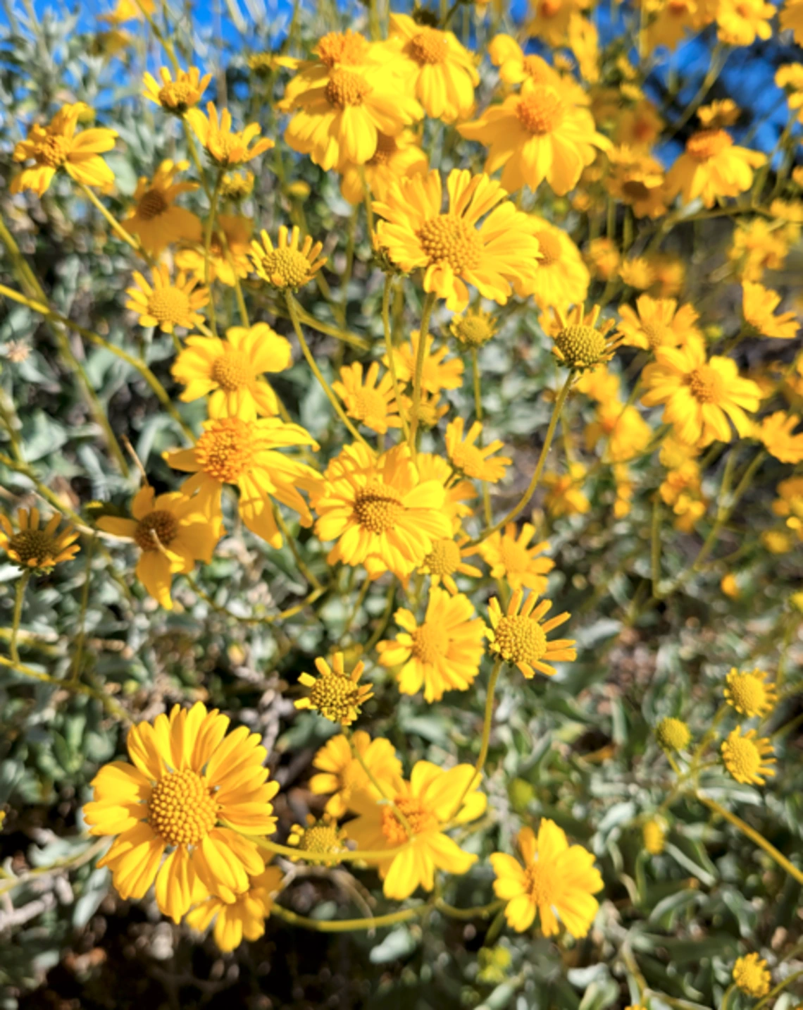 Encelia farinosa yellow flower