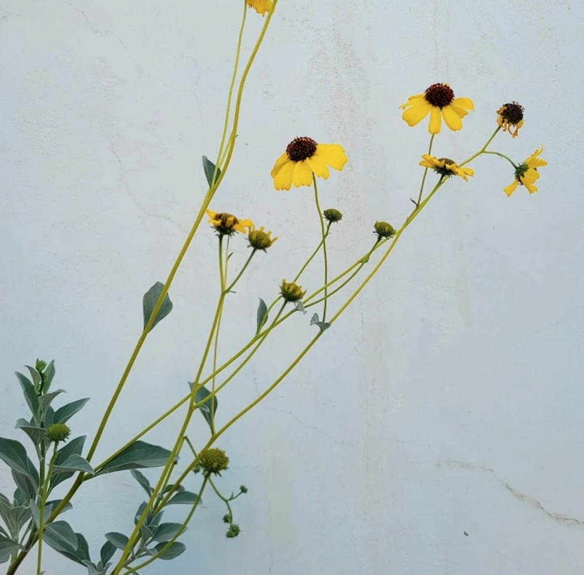 Encelia farinosa dark centered flower
