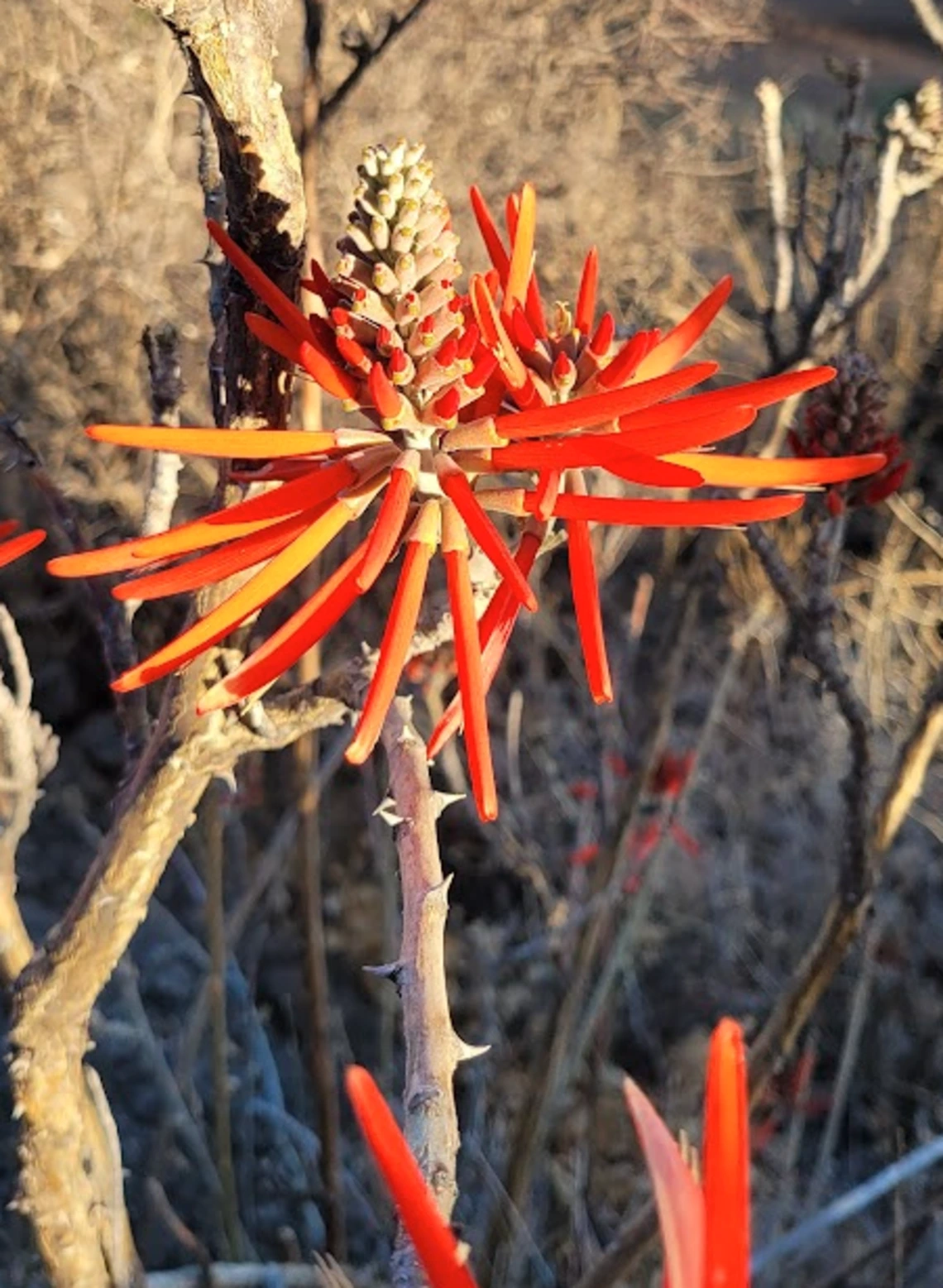 Erythrina flabelliformis flower