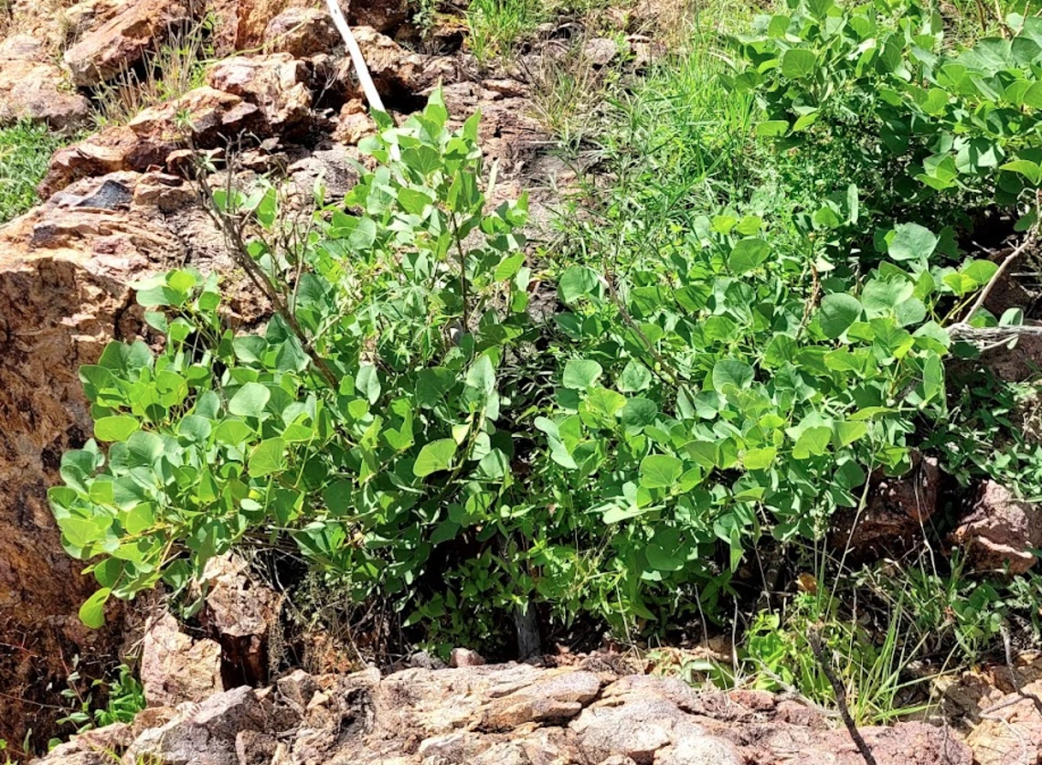Erythrina flabelliformis full plant