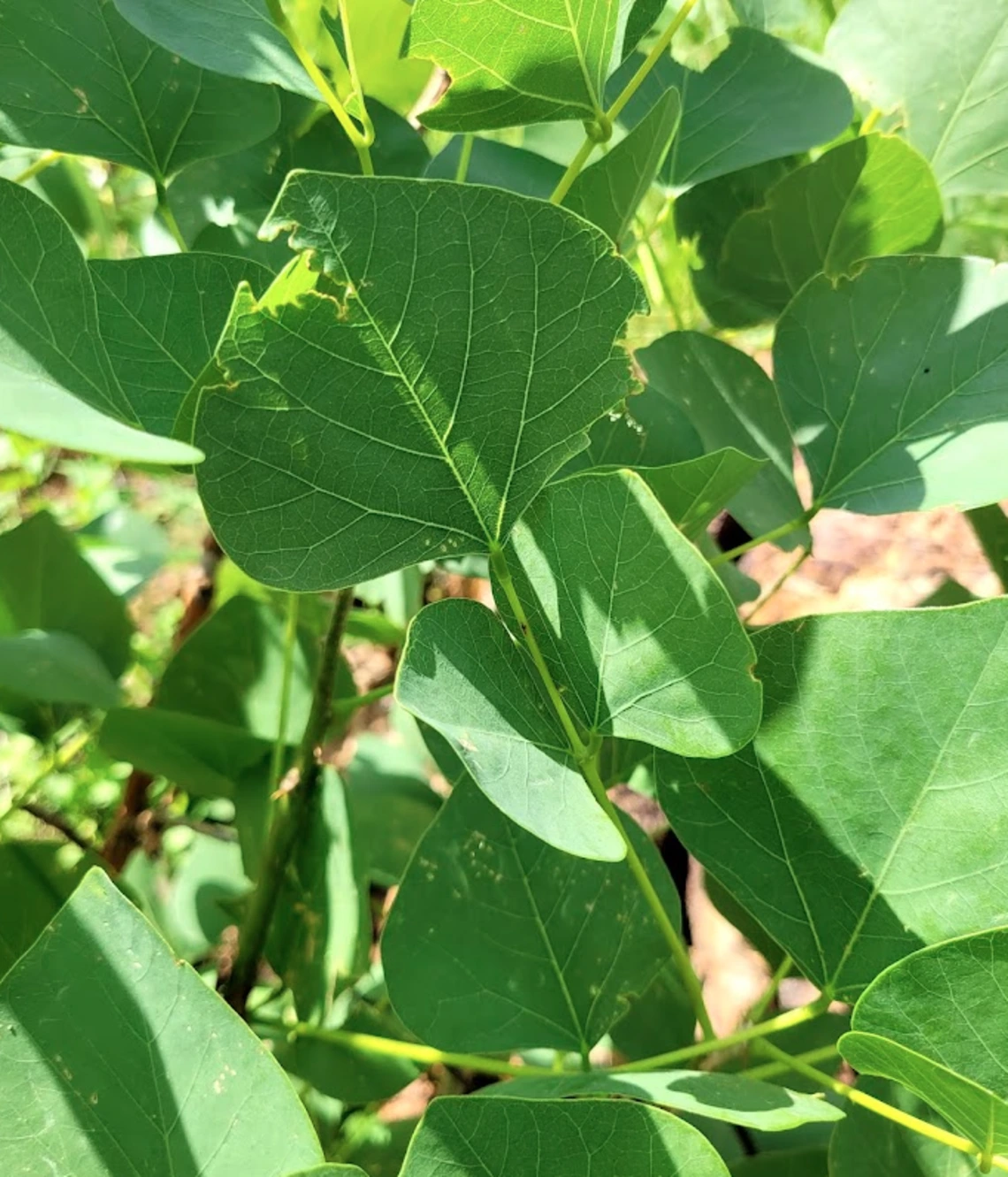 Erythrina flabelliformis leaf