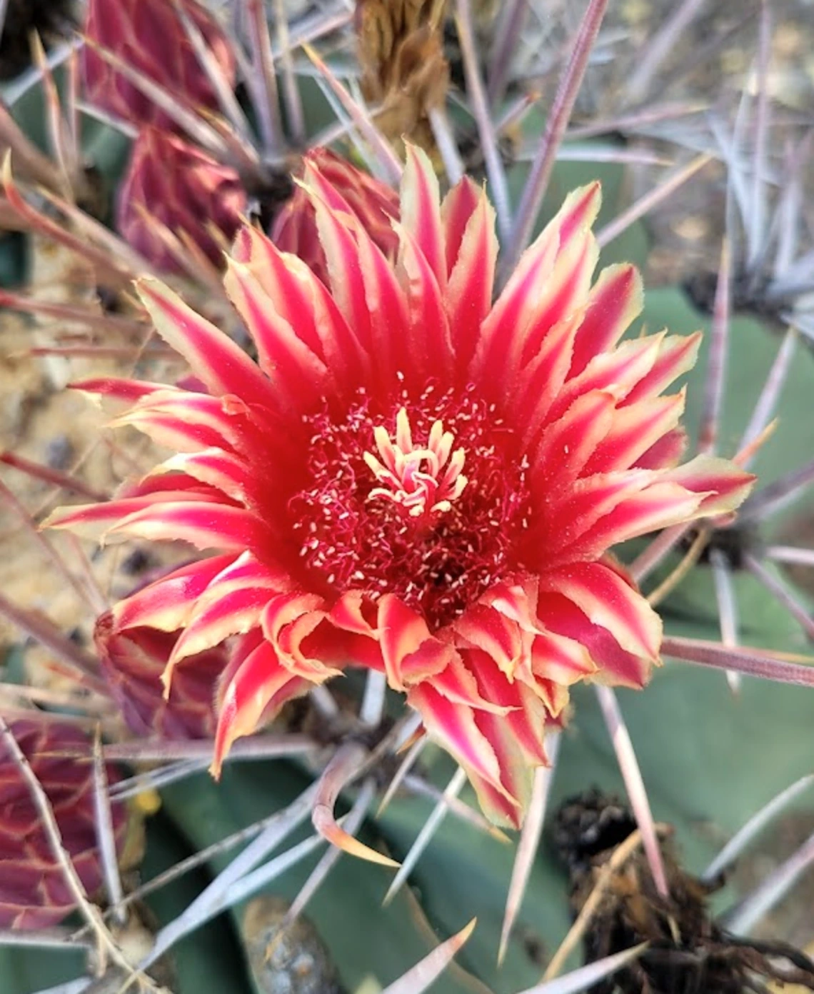 Ferocactus emoryi flower