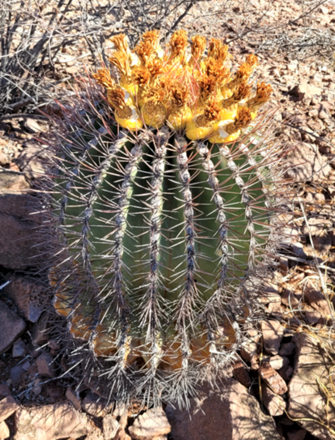 Ferocactus emoryi fruit