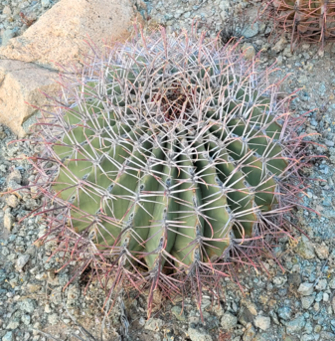Ferocactus emoryi full plant