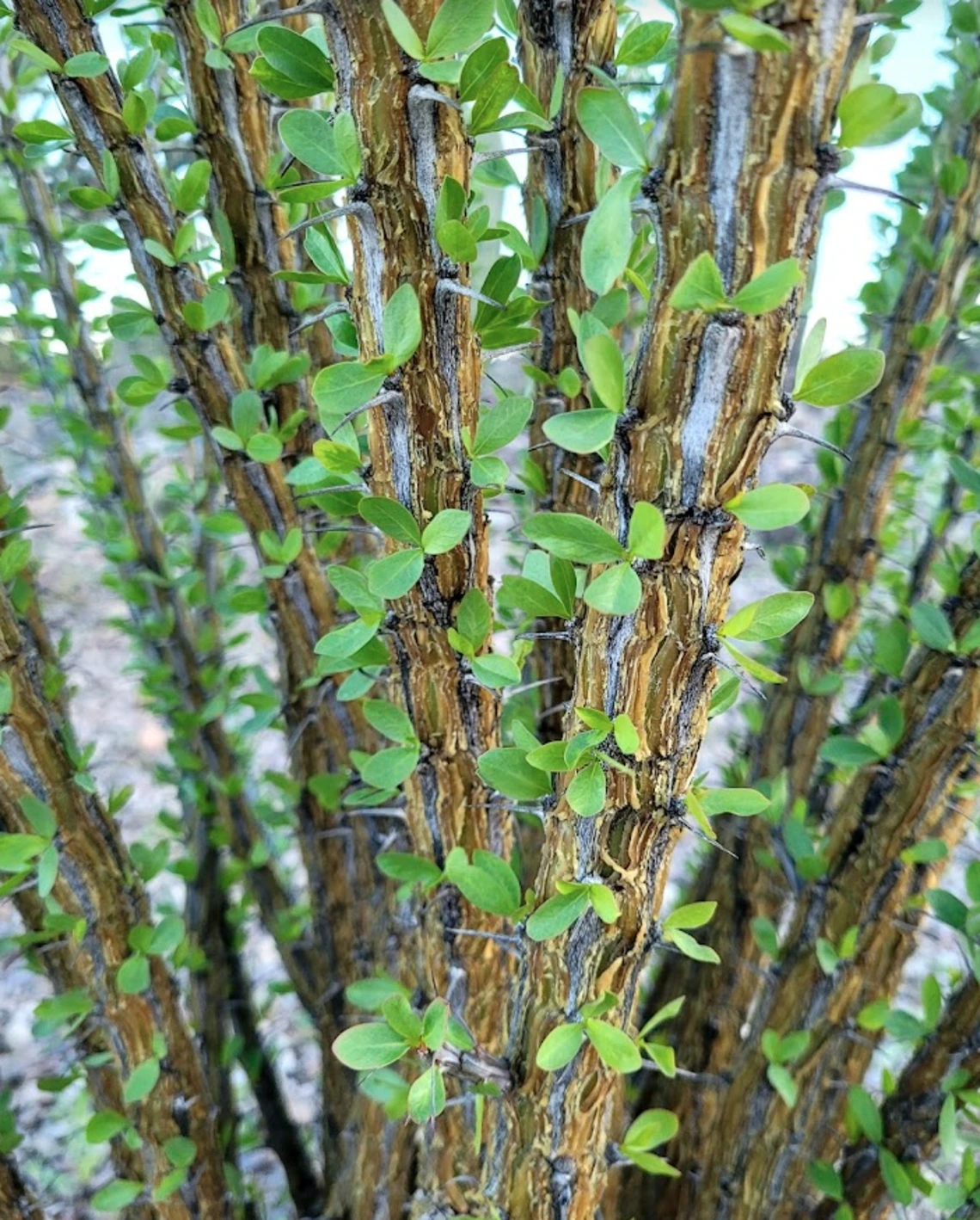 Fouquieria splendens stems