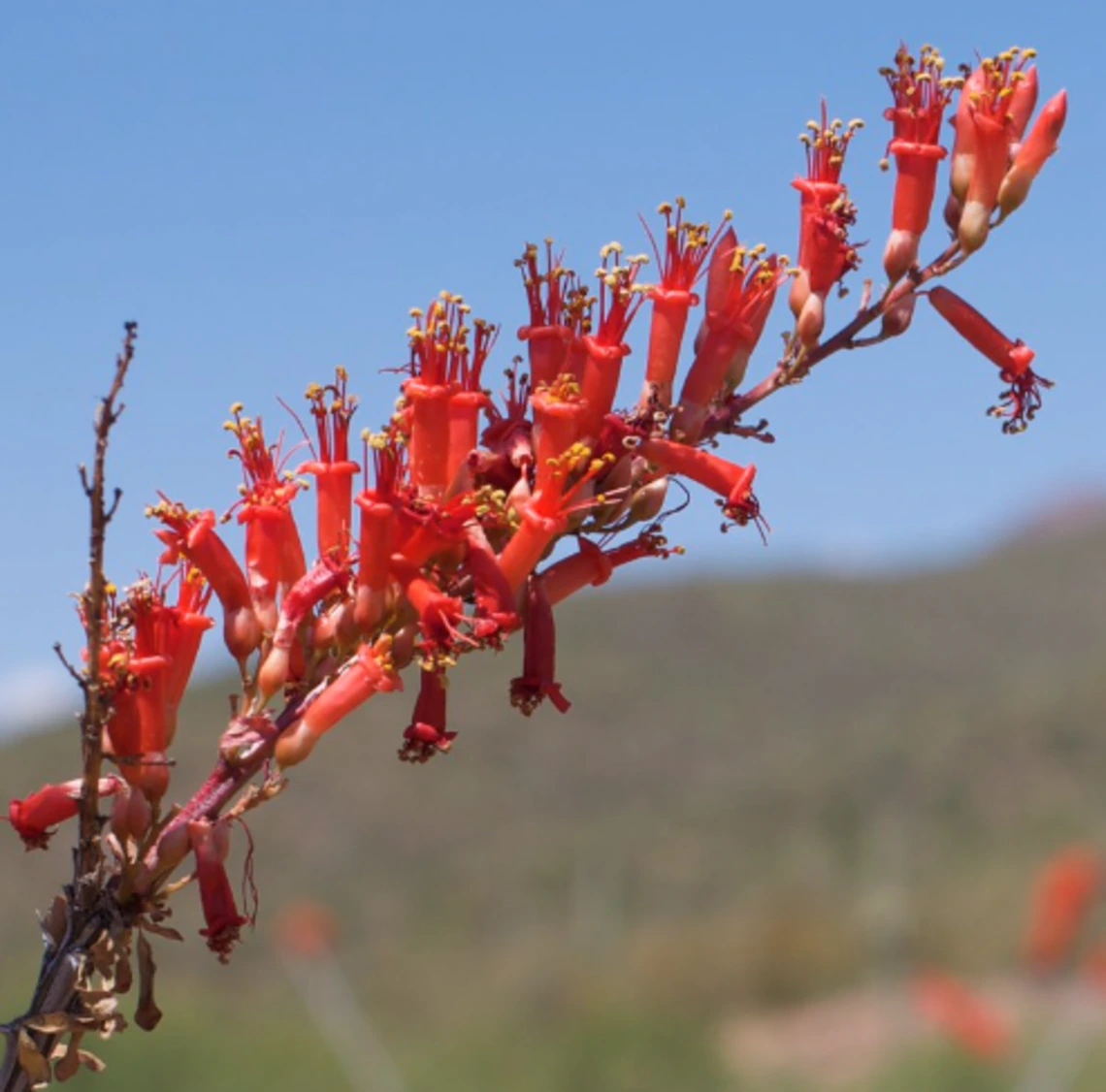 Fouquieria splendens flower