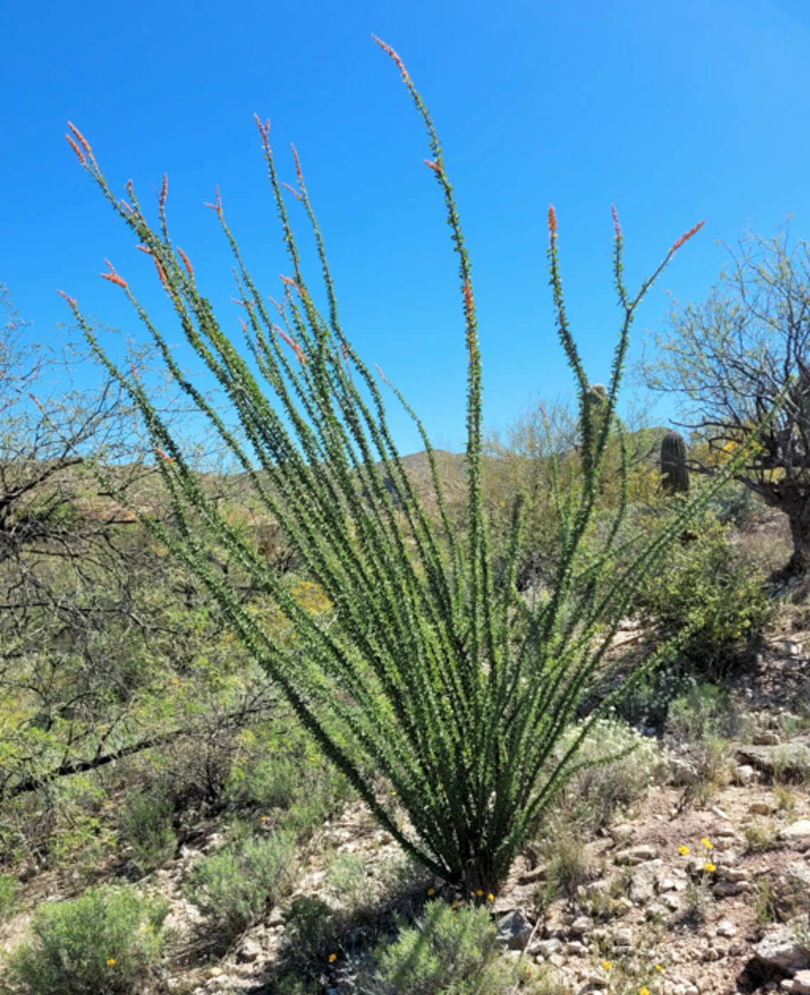 Fouquieria splendens full plant