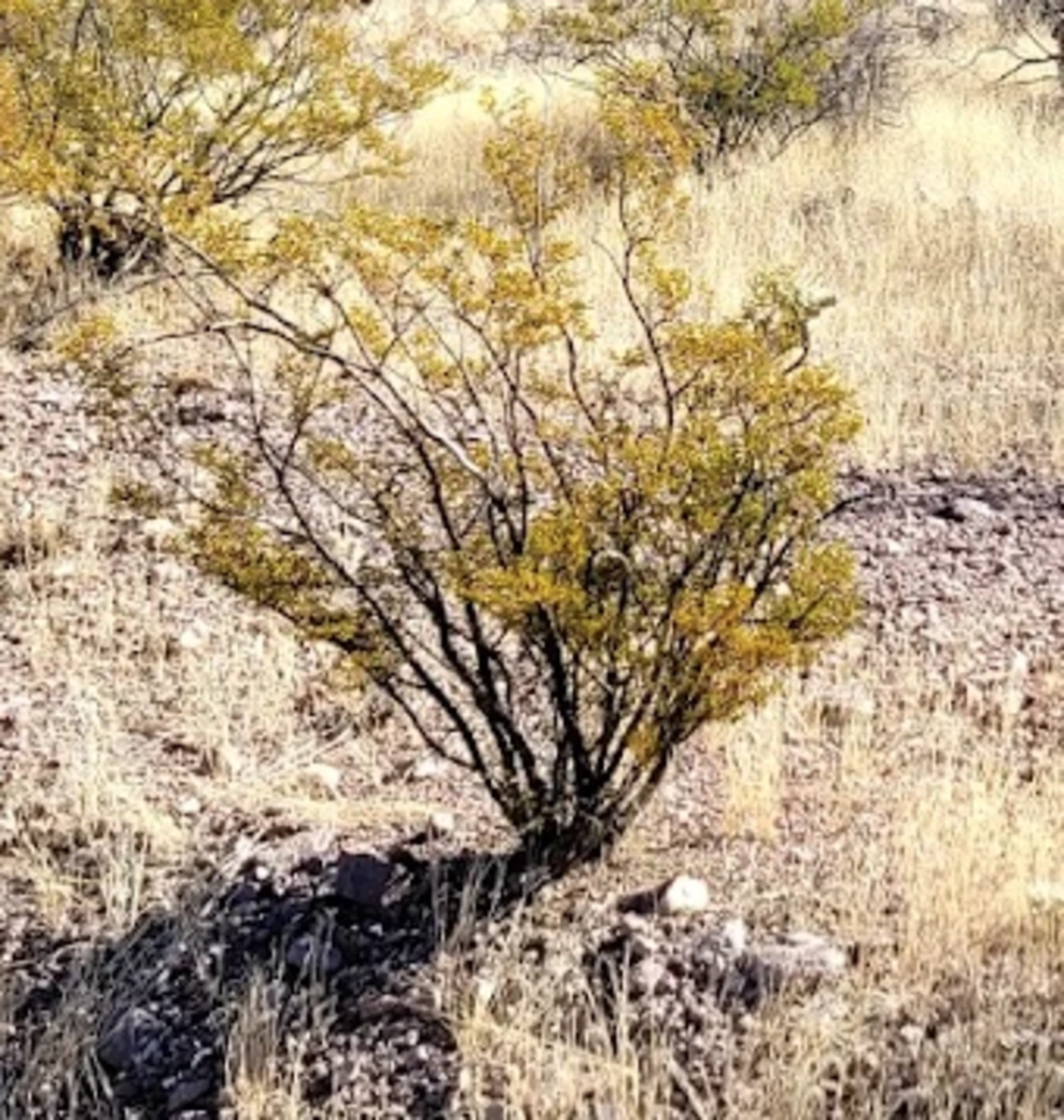 Larrea tridentata full plant