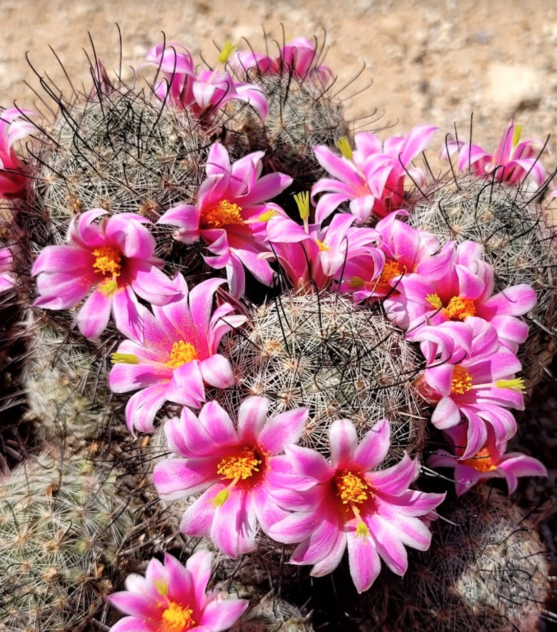 Mammillaria grahamii flower