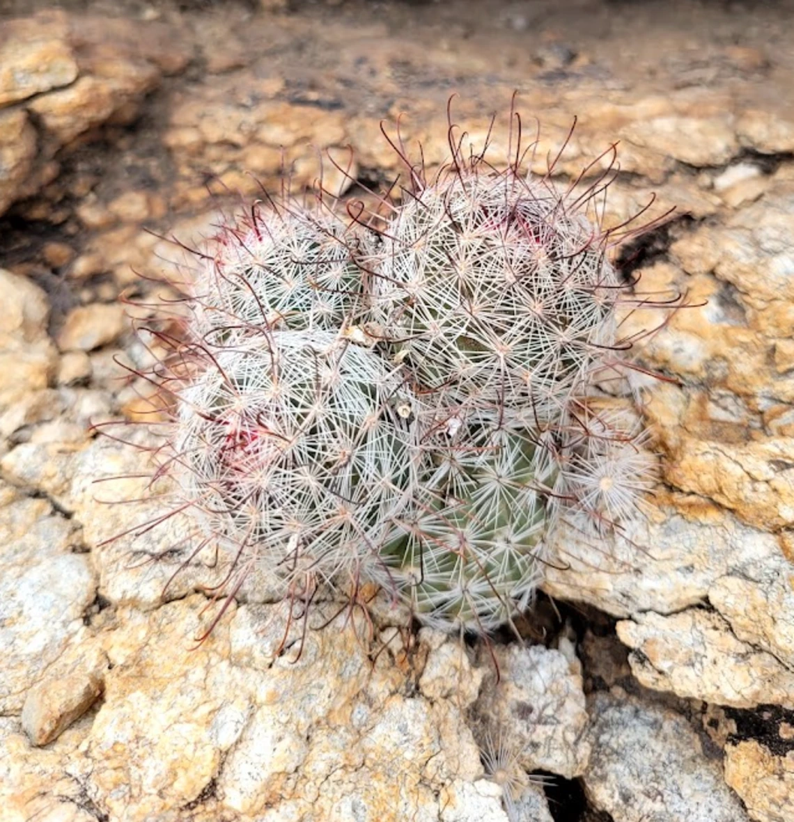 Mammillaria grahamii