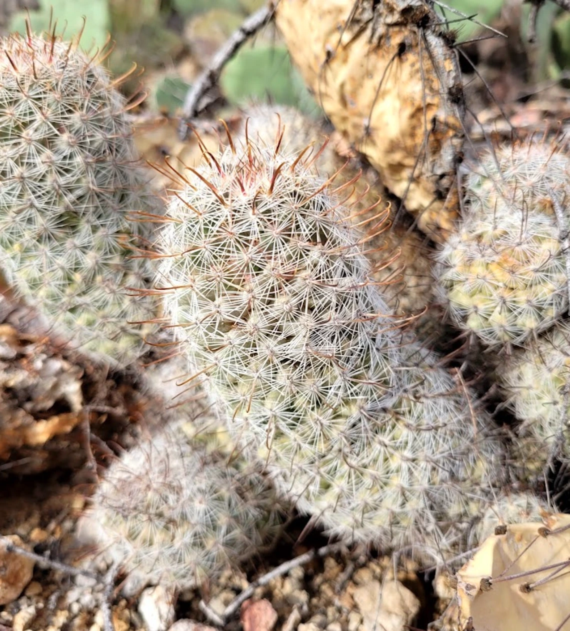 Mammillaria grahamii