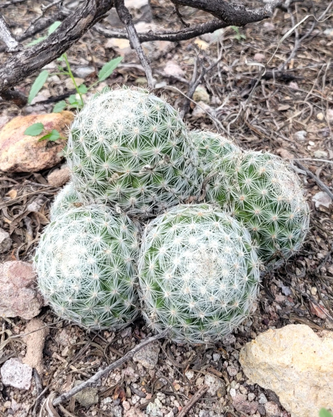 Mammillaria grahamii without hooked spines