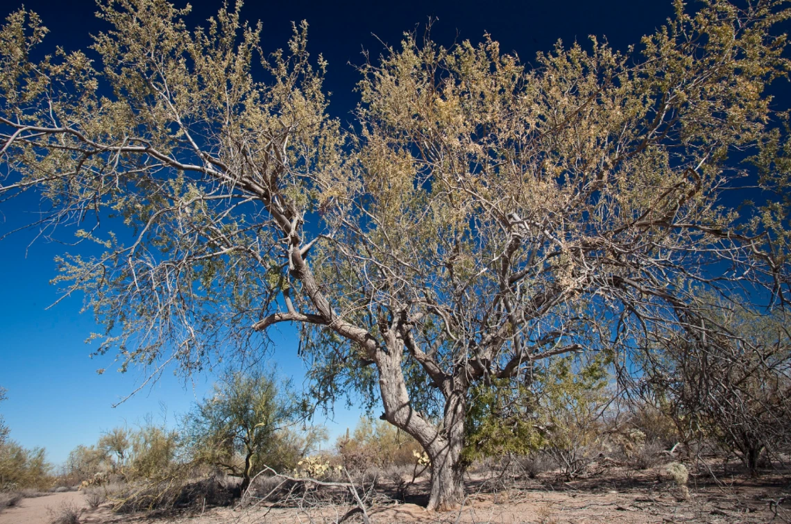 Olneya tesota full plant