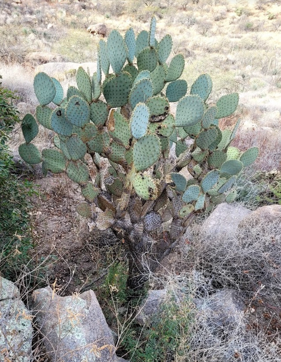 Opuntia sp.