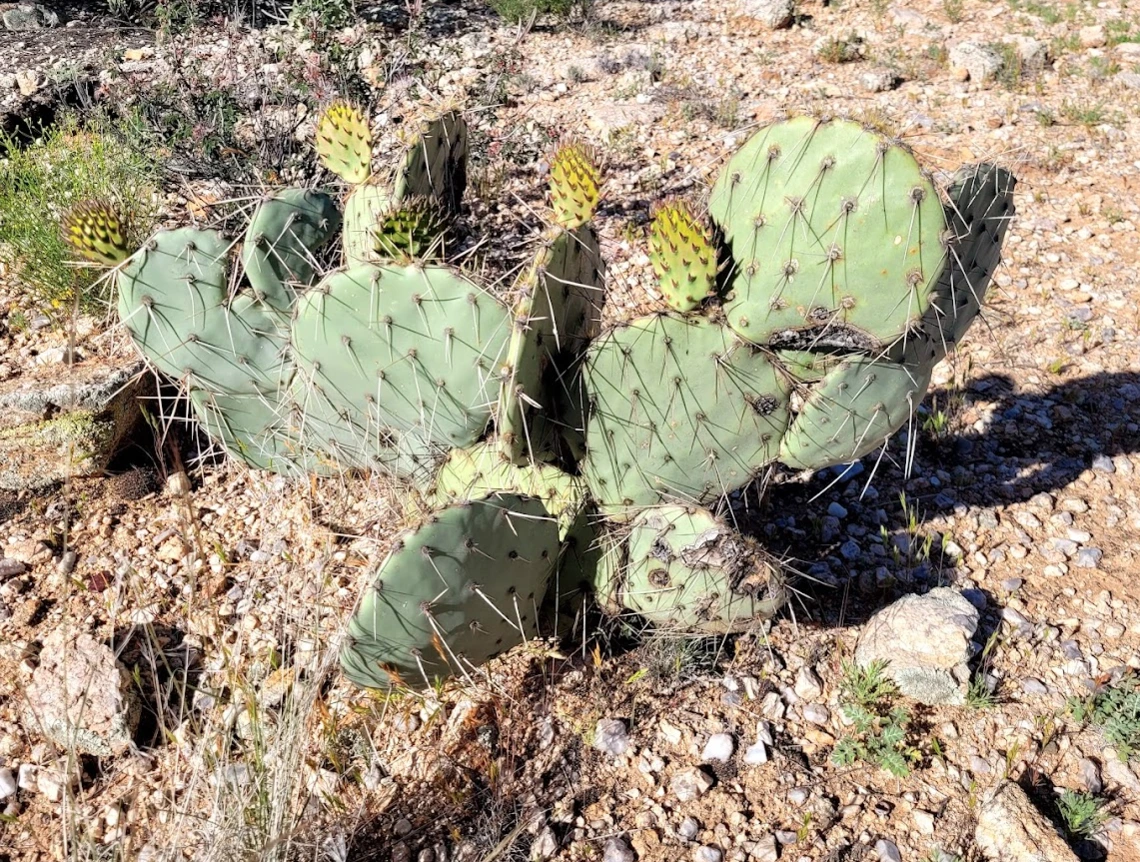Opuntia sp.