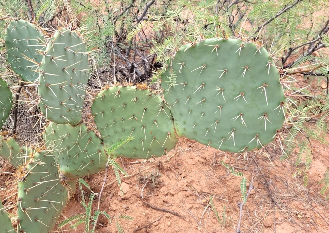 Opuntia sp.