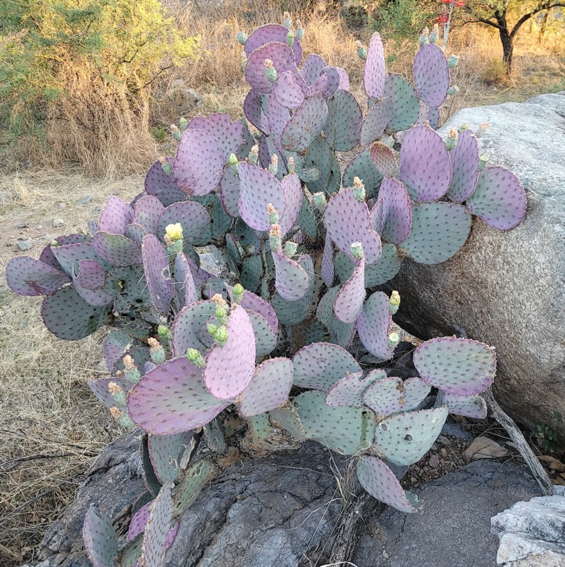 Opuntia sp.