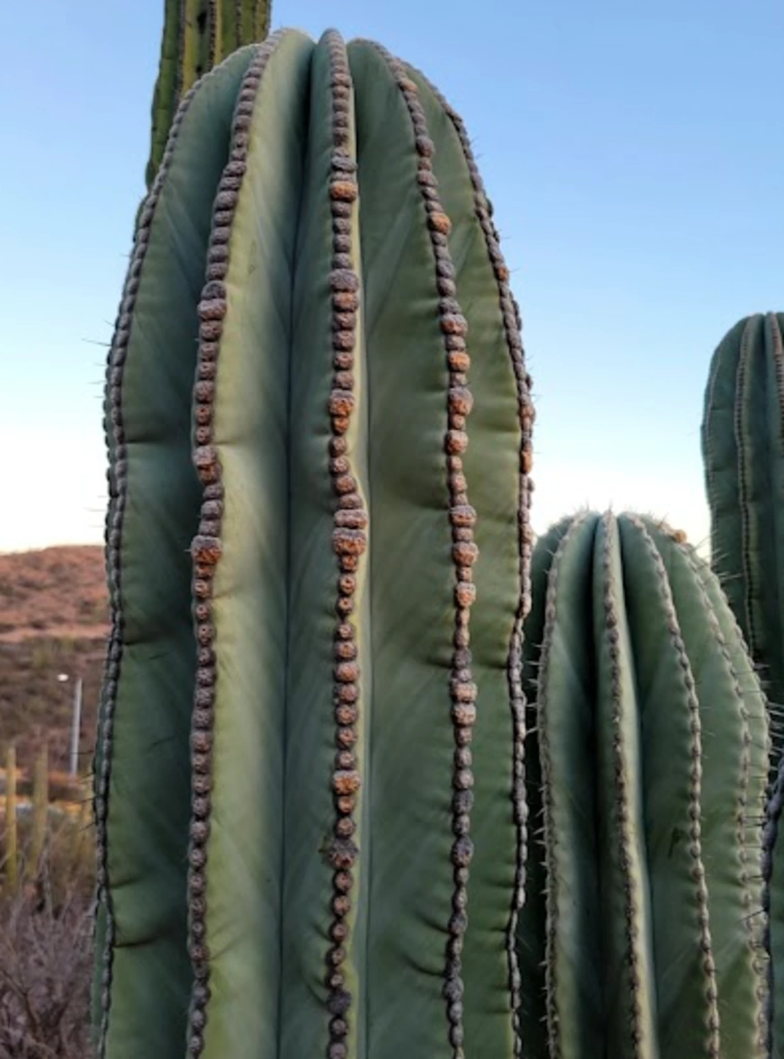 Pachycereus pringlei stem
