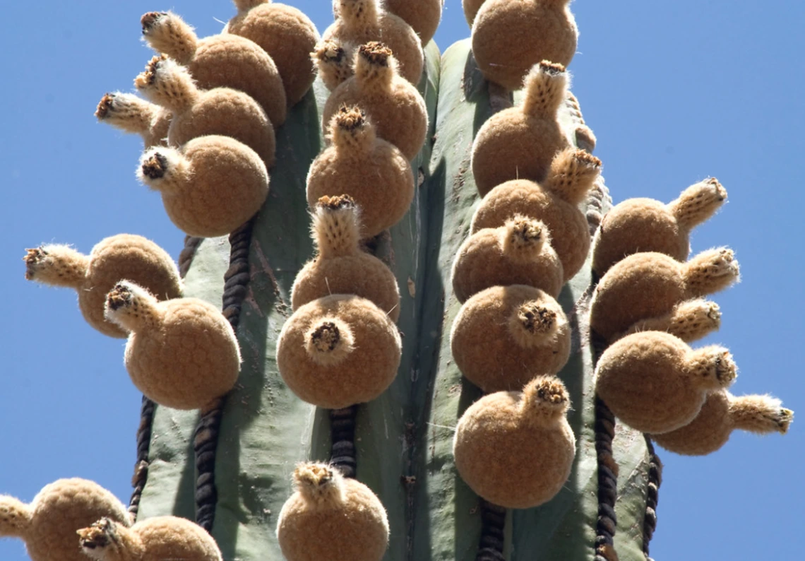 Pachycereus pringlei fruit
