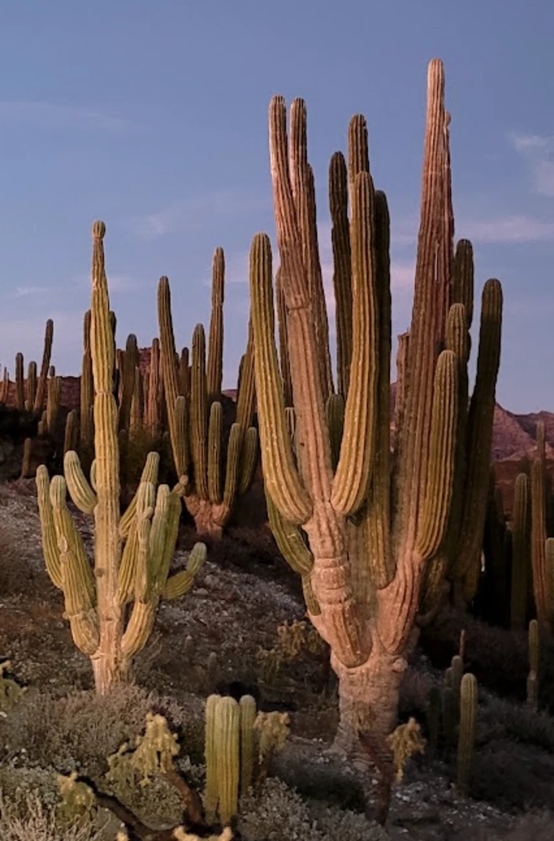 Pachycereus pringlei full plant
