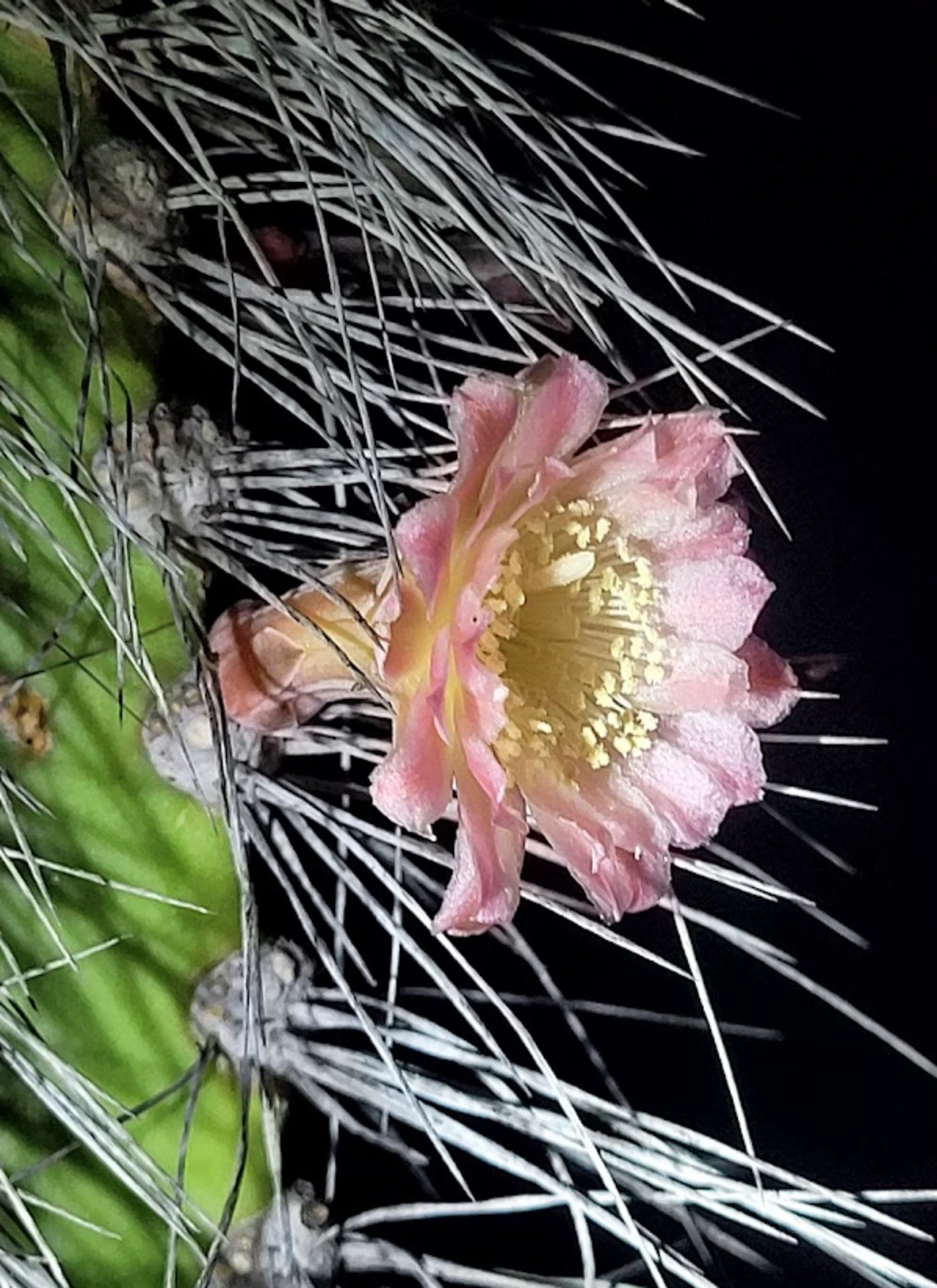 Pachycereus schottii flower