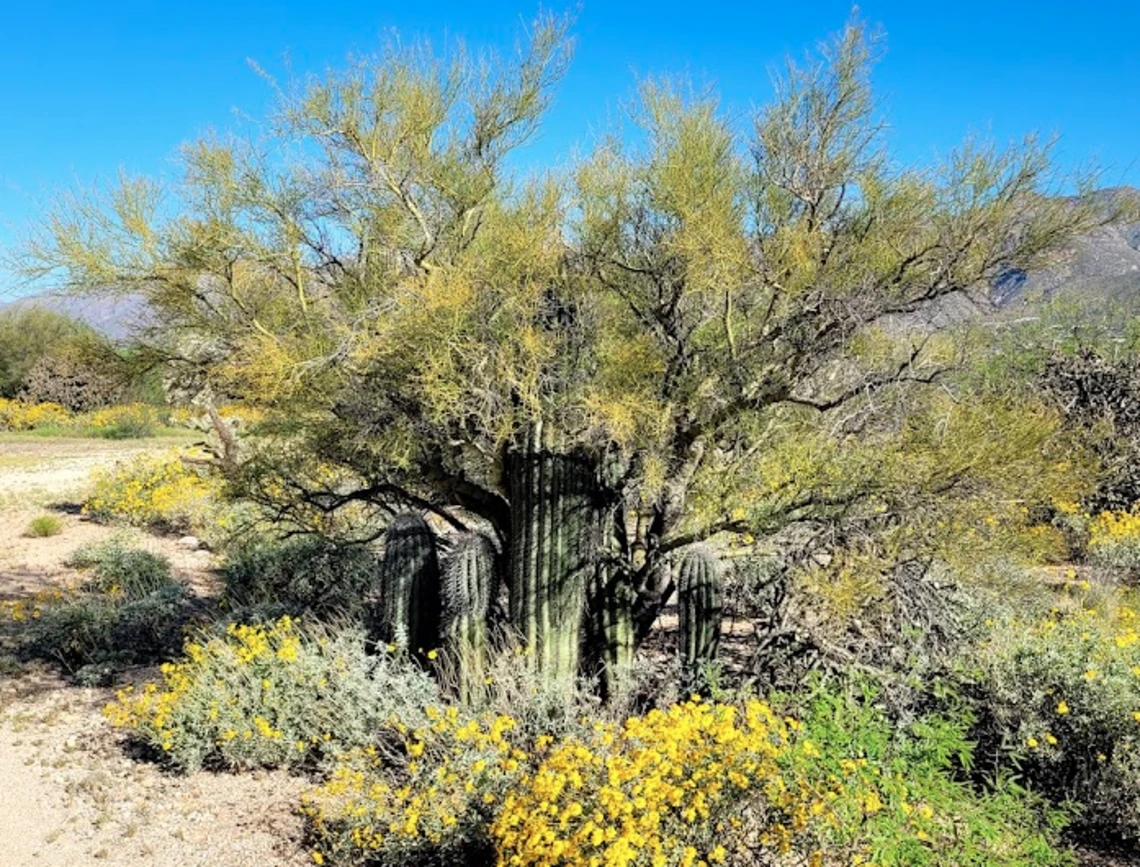 Parkinsonia microphylla full plant