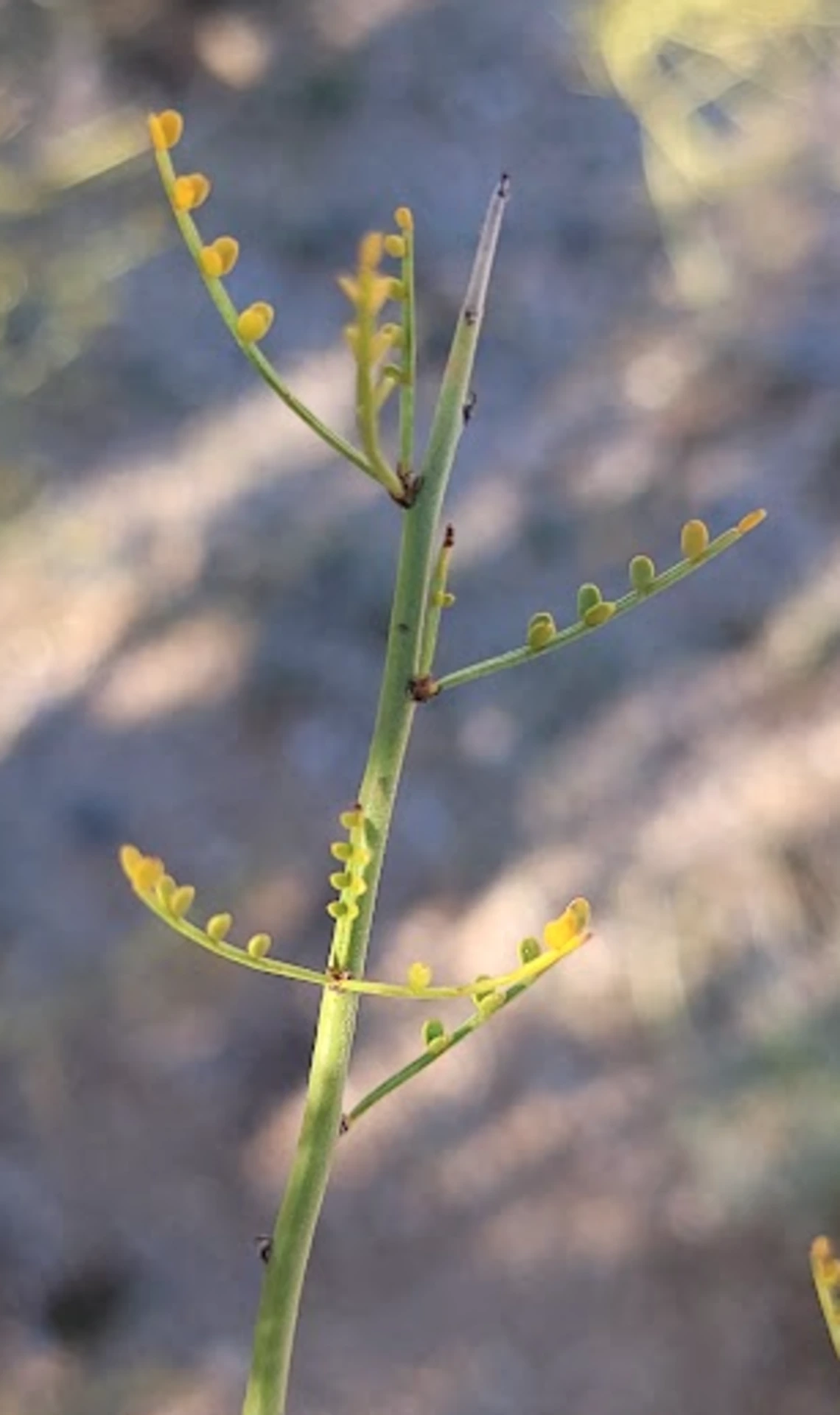 Parkinsonia microphylla stem