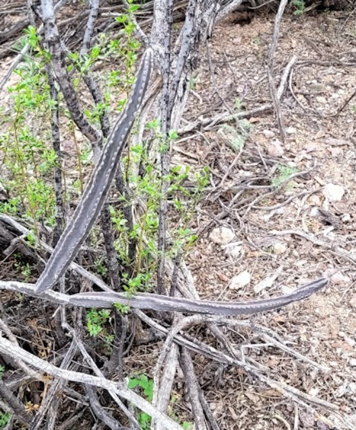 Peniocereus greggii stem
