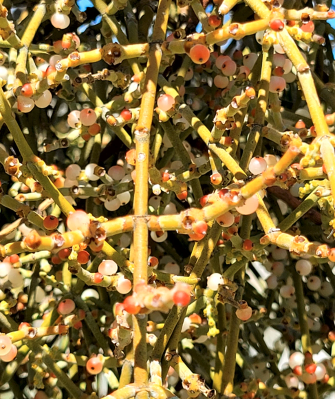 Phoradendron californicum fruit