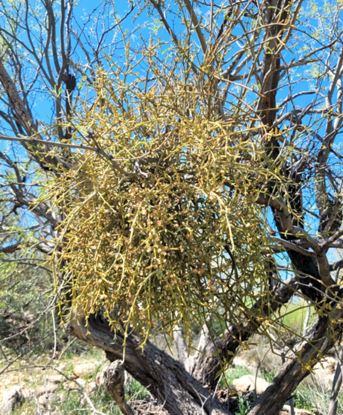 Phoradendron californicum full plant