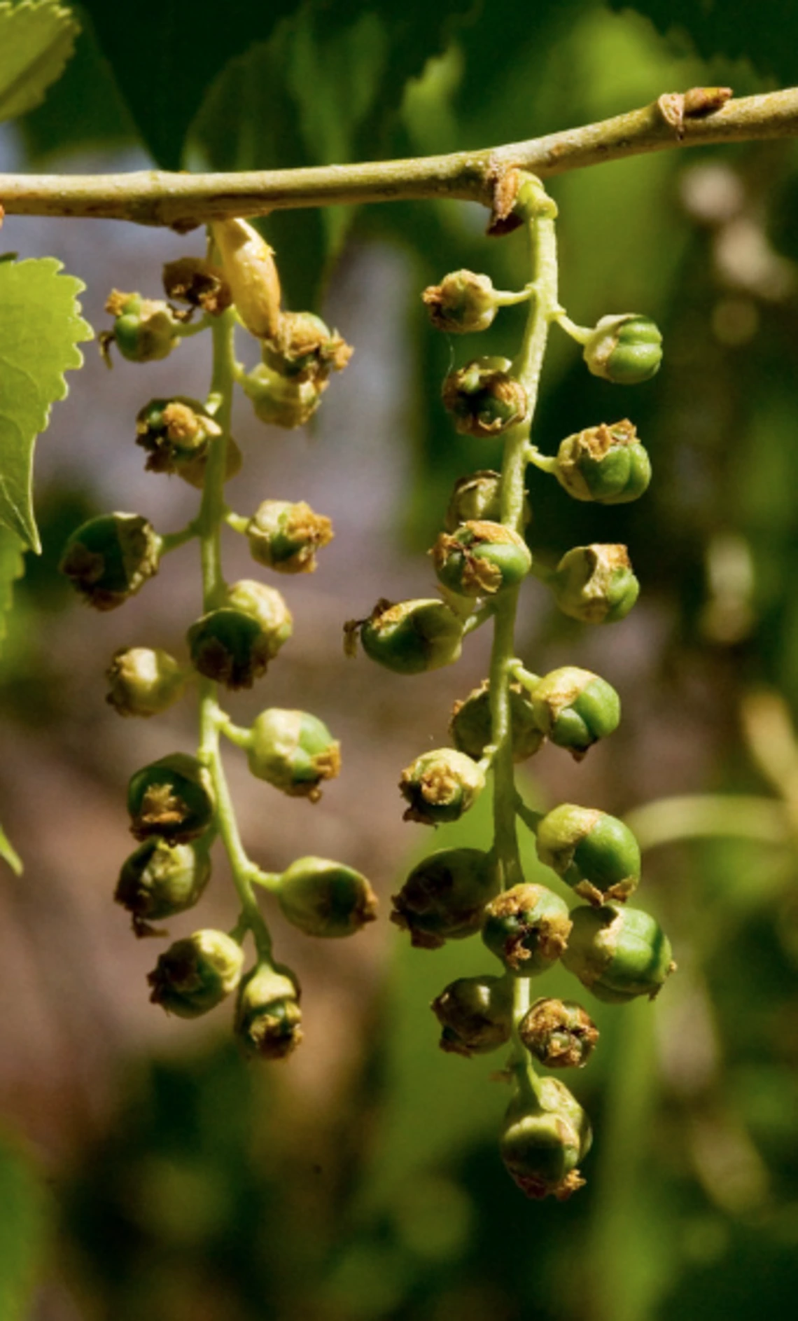Populus fremontii flower